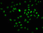 Immunofluorescence staining of Hela cells with CAC11590 at 1:67, counter-stained with DAPI. The cells were fixed in 4% formaldehyde, permeabilized using 0.2% Triton X-100 and blocked in 10% normal Goat Serum. The cells were then incubated with the antibody overnight at 4°C. The secondary antibody was Alexa Fluor 488-congugated AffiniPure Goat Anti-Rabbit IgG(H+L).