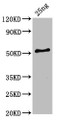 Western Blot; Positive WB detected in Recombinant protein; All lanes: HA-33 antibody at 6µg/ml; Secondary; Goat polyclonal to rabbit IgG at 1/50000 dilution; Predicted band size: 54 kDa; Observed band size: 54 kDa;