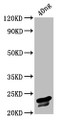 Western Blot; Positive WB detected in Recombinant protein; All lanes: VP3 antibody at 3.2µg/ml; Secondary; Goat polyclonal to rabbit IgG at 1/50000 dilution; Predicted band size: 23 kDa; Observed band size: 23 kDa;