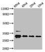 Western Blot; Positive WB detected in Recombinant protein; All lanes: vpx at 2.6µg/ml; Secondary; Goat polyclonal to rabbit IgG at 1/50000 dilution; Predicted band size: 32 kDa; Observed band size: 32 kDa;