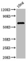 Western Blot; Positive WB detected in Recombinant protein; All lanes: PG_1424 antibody at 3.7µg/ml; Secondary; Goat polyclonal to rabbit IgG at 1/50000 dilution; Predicted band size: 63 kDa; Observed band size: 63 kDa;