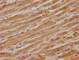 IHC image diluted at 1:300 and staining in paraffin-embedded human heart tissue performed on a Leica BondTM system. After dewaxing and hydration, antigen retrieval was mediated by high pressure in a citrate buffer (pH 6.0). Section was blocked with 10% normal goat serum 30min at RT. Then primary antibody (1% BSA) was incubated at 4°C overnight. The primary is detected by a biotinylated secondary antibody and visualized using an HRP conjugated SP system.