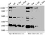 Western Blot; Positive WB detected in: Top10 Escherichia coli lysate, DH5a Escherichia coli lysate; All lanes: alaA antibody at 1:2000; Secondary; Goat polyclonal to rabbit IgG at 1/50000 dilution; Predicted band size: 46 kDa; Observed band size: 46 kDa