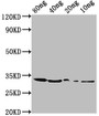 Western Blot; Positive WB detected in Recombinant protein; All lanes: benC antibody at 1:2000; Secondary; Goat polyclonal to rabbit IgG at 1/50000 dilution; Predicted band size: 33 kDa; Observed band size: 33 kDa;