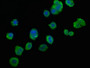 Immunofluorescence staining of PC3 cells with CAC11667 at 1:106, counter-stained with DAPI. The cells were fixed in 4% formaldehyde, permeabilized using 0.2% Triton X-100 and blocked in 10% normal Goat Serum. The cells were then incubated with the antibody overnight at 4°C. The secondary antibody was Alexa Fluor 488-congugated AffiniPure Goat Anti-Rabbit IgG(H+L).