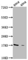 Western Blot; Positive WB detected in Recombinant protein; All lanes: GDV1 antibody at 1:2000; Secondary; Goat polyclonal to rabbit IgG at 1/50000 dilution; Predicted band size: 17 kDa; Observed band size: 17 kDa;