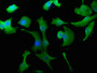 Immunofluorescence staining of U251 cells with CAC11677 at 1:50, counter-stained with DAPI. The cells were fixed in 4% formaldehyde, permeabilized using 0.2% Triton X-100 and blocked in 10% normal Goat Serum. The cells were then incubated with the antibody overnight at 4°C. The secondary antibody was Alexa Fluor 488-congugated AffiniPure Goat Anti-Rabbit IgG(H+L).