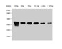 Western Blot; Positive WB detected in Recombinant protein; All lanes: Copper-metallothionein antibody at 1:2500; Secondary; Goat polyclonal to rabbit IgG at 1/50000 dilution; Predicted band size: 32.7 kDa; Observed band size: 35 kDa;