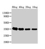 Western Blot; Positive WB detected in Recombinant protein; All lanes: grxD antibody at 1:2000; Secondary; Goat polyclonal to rabbit IgG at 1/50000 dilution; Predicted band size: 37 kDa; Observed band size: 35 kDa;