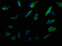 Immunofluorescence staining of U251 cells with CAC11695 at 1:50, counter-stained with DAPI. The cells were fixed in 4% formaldehyde, permeabilized using 0.2% Triton X-100 and blocked in 10% normal Goat Serum. The cells were then incubated with the antibody overnight at 4°C. The secondary antibody was Alexa Fluor 488-congugated AffiniPure Goat Anti-Rabbit IgG(H+L).