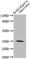 Western Blot; Positive WB detected in: Arabidopsis thaliana lysate; All lanes: PAP1 antibody at 1:2000; Secondary; Goat polyclonal to rabbit IgG at 1/50000 dilution; Predicted band size: 35 kDa; Observed band size: 35 kDa; Western Blot; Positive WB detected in: Arabidopsis thaliana lysate; All lanes: PAP1 antibody at 1:2000; Secondary; Goat polyclonal to rabbit IgG at 1/50000 dilution; Predicted band size: 35 kDa; Observed band size: 35 kDa;