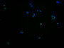 Immunofluorescence staining of PC3 cells with CAC11710 at 1:100, counter-stained with DAPI. The cells were fixed in 4% formaldehyde and blocked in 10% normal Goat Serum. The cells were then incubated with the antibody overnight at 4°C. The secondary antibody was Alexa Fluor 488-congugated AffiniPure Goat Anti-Rabbit IgG(H+L).
