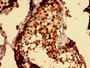 Immunohistochemistry of paraffin-embedded human testis tissue using CAC11720 at dilution of 1:100