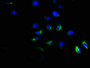Immunofluorescence staining of A549 cells with CAC11732 at 1:166, counter-stained with DAPI. The cells were fixed in 4% formaldehyde, permeabilized using 0.2% Triton X-100 and blocked in 10% normal Goat Serum. The cells were then incubated with the antibody overnight at 4°C. The secondary antibody was Alexa Fluor 488-congugated AffiniPure Goat Anti-Rabbit IgG(H+L).