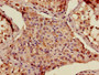 Immunohistochemistry of paraffin-embedded human testis tissue using CAC11733 at dilution of 1:100