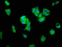 Immunofluorescence staining of HepG2 cells with CAC11738 at 1:466, counter-stained with DAPI. The cells were fixed in 4% formaldehyde, permeabilized using 0.2% Triton X-100 and blocked in 10% normal Goat Serum. The cells were then incubated with the antibody overnight at 4°C. The secondary antibody was Alexa Fluor 488-congugated AffiniPure Goat Anti-Rabbit IgG(H+L). Immunofluorescence staining of HepG2 cells with CAC11738 at 1:466, counter-stained with DAPI. The cells were fixed in 4% formaldehyde, permeabilized using 0.2% Triton X-100 and blocked in 10% normal Goat Serum. The cells were then incubated with the antibody overnight at 4°C. The secondary antibody was Alexa Fluor 488-congugated AffiniPure Goat Anti-Rabbit IgG(H+L).