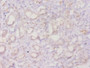 Immunohistochemistry of paraffin-embedded human kidney tissue using CAC11744 at dilution of 1:20