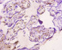 Immunohistochemistry of paraffin-embedded human placenta tissue using CAC11747 at dilution of 1:10