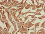 Immunohistochemistry of paraffin-embedded human heart tissue using CAC11748 at dilution of 1:100