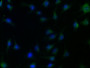 Immunofluorescence staining of U251 cells with CAC11748 at 1:155,counter-stained with DAPI. The cells were fixed in 4% formaldehyde, permeabilized using 0.2% Triton X-100 and blocked in 10% normal Goat Serum. The cells were then incubated with the antibody overnight at 4°C.The secondary antibody was Alexa Fluor 488-congugated AffiniPure Goat Anti-Rabbit IgG (H+L).