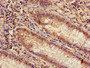 Immunohistochemistry of paraffin-embedded human colon tissue using CAC11752 at dilution of 1:100