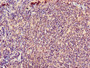 Immunohistochemistry of paraffin-embedded human lymph node tissue using CAC11757 at dilution of 1:100