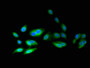 Immunofluorescent analysis of Hela cells using CAC11757 at dilution of 1:100 and Alexa Fluor 488-congugated AffiniPure Goat Anti-Rabbit IgG(H+L)