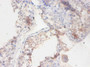Immunohistochemistry of paraffin-embedded human testis tissue using CAC11763 at dilution of 1:100