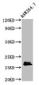 Western Blot; Positive WB detected in: RAW264.7 whole cell lysate; All lanes: BCL2L1 antibody at 2.7µg/ml; Secondary; Goat polyclonal to rabbit IgG at 1/50000 dilution; Predicted band size: 27, 19, 26 kDa; Observed band size: 27 kDa