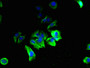 Immunofluorescent analysis of MCF-7 cells using CAC11771 at dilution of 1:100 and Alexa Fluor 488-congugated AffiniPure Goat Anti-Rabbit IgG(H+L)