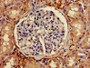 Immunohistochemistry of paraffin-embedded human kidney tissue using CAC11772 at dilution of 1:100