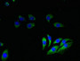 Immunofluorescent analysis of A549 cells using CAC11775 at dilution of 1:100 and Alexa Fluor 488-congugated AffiniPure Goat Anti-Rabbit IgG(H+L)