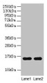 Western blot; All lanes: Guinea Pig Hemoglobin antibody at 2µg/ml; Lane 1: Guinea Pig serum at 1: 100; Lane 2: Guinea Pig serum at 1: 1000; Secondary; Goat polyclonal to rabbit IgG at 1/15000 dilution; Predicted band size: 16 kDa; Observed band size: 16 kDa