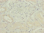 Immunohistochemistry of paraffin-embedded human kidney tissue using CAC11802 at dilution of 1:100