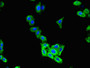 Immunofluorescent analysis of HepG2 cells using CAC11803 at dilution of 1:100 and Alexa Fluor 488-congugated AffiniPure Goat Anti-Rabbit IgG(H+L)