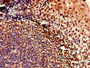 Immunohistochemistry of paraffin-embedded human tonsil tissue using CAC11804 at dilution of 1:100