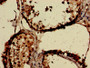 Immunohistochemistry of paraffin-embedded human testis tissue using CAC11804 at dilution of 1:100