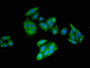 Immunofluorescent analysis of HepG2 cells using CAC11812 at dilution of 1:100 and Alexa Fluor 488-congugated AffiniPure Goat Anti-Rabbit IgG(H+L)