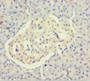 Immunohistochemistry of paraffin-embedded human pancreatic tissue using CAC11828 at dilution of 1:100