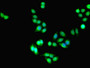 Immunofluorescent analysis of PC-3 cells using CAC11830 at dilution of 1:100 and Alexa Fluor 488-congugated AffiniPure Goat Anti-Rabbit IgG(H+L)