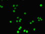 Immunofluorescent analysis of PC-3 cells using CAC11833 at dilution of 1:100 and Alexa Fluor 488-congugated AffiniPure Goat Anti-Rabbit IgG(H+L)