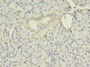 Immunohistochemistry of paraffin-embedded human pancreatic tissue using CAC11839 at dilution of 1:100