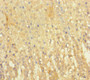 Immunohistochemistry of paraffin-embedded human adrenal gland tissue using CAC11842 at dilution of 1:100