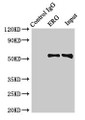 Immunoprecipitating ERG in Rat heart tissue; Lane 1: Rabbit control IgG (1µg) instead of CAC11844 in Rat heart tissue. For western blotting, a HRP-conjugated Protein G antibody was used as the secondary antibody (1/2000); Lane 2: CAC11844 (8µg) + Rat heart tissue (500µg); Lane 3: Rat heart tissue (10µg)