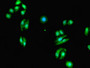 Immunofluorescent analysis of HepG2 cells using CAC11847 at dilution of 1:100 and Alexa Fluor 488-congugated AffiniPure Goat Anti-Rabbit IgG(H+L)