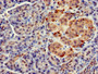 Immunohistochemistry of paraffin-embedded human pancreatic tissue using CAC11855 at dilution of 1:100