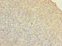 Immunohistochemistry of paraffin-embedded human tonsil tissue using CAC11858 at dilution of 1:100
