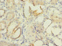 Immunohistochemistry of paraffin-embedded human kidney tissue using CAC11858 at dilution of 1:100