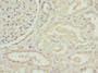 Immunohistochemistry of paraffin-embedded human kidney tissue using CAC11899 at dilution of 1:100 Immunohistochemistry of paraffin-embedded human kidney tissue using CAC11899 at dilution of 1:100