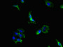 Immunofluorescent analysis of Hela cells using CAC12816 at dilution of 1:100 and Alexa Fluor 488-congugated AffiniPure Goat Anti-Rabbit IgG(H+L)